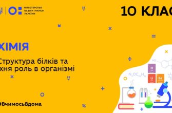 Структура білків та їхня роль в організмі
